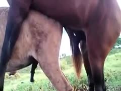 Two horse anal sex on the farm got caught on cam